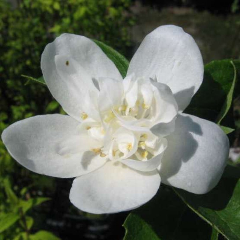 Чубушник венечный Розаце (Philadelphus coronarius 'Rosace')