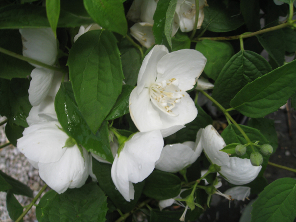Чубушник венечный Сноу Гус (Philadelphus coronarius 'Snow Goose')