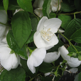 Чубушник венечный Сноу Гус (Philadelphus coronarius 'Snow Goose')