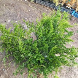 Можжевельник казацкий Аркадия (Juniperus sabina 'Arcadia')