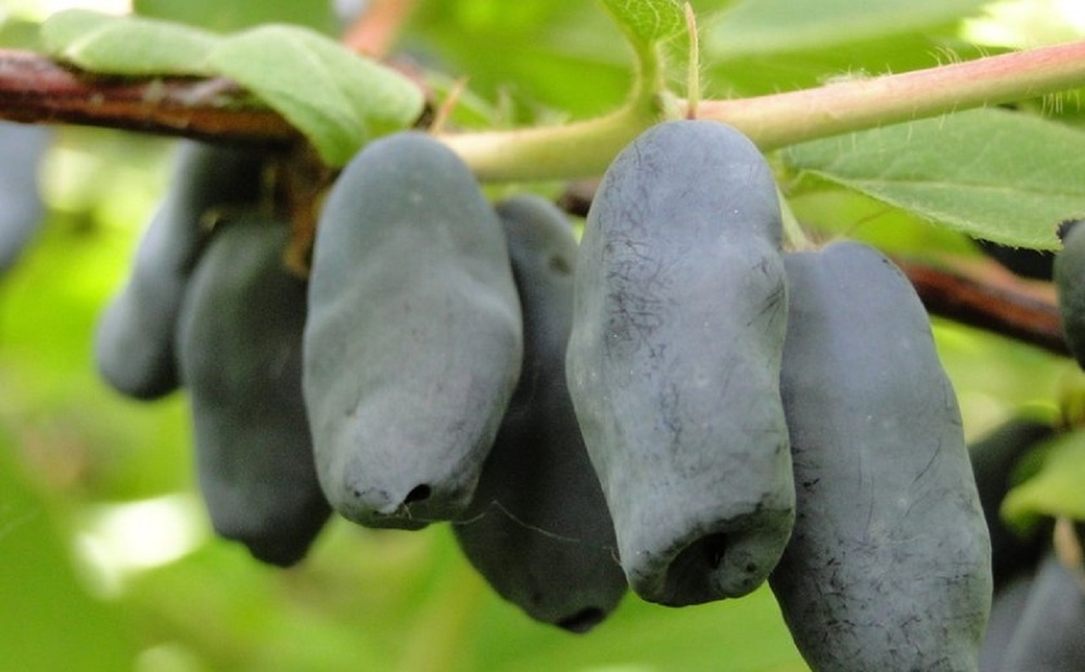 Жимолость съедобная Васюганская (Lonicera caerulea 'Vasyuganskaya')
