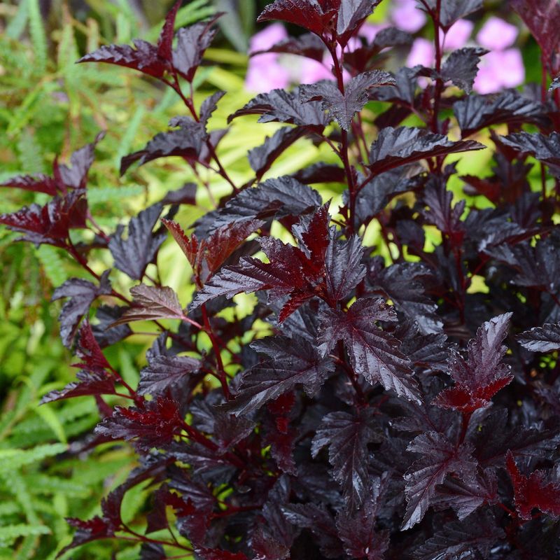Пузыреплодник калинолистный Олл Блэк (Physocarpus opulifolius 'All Black')