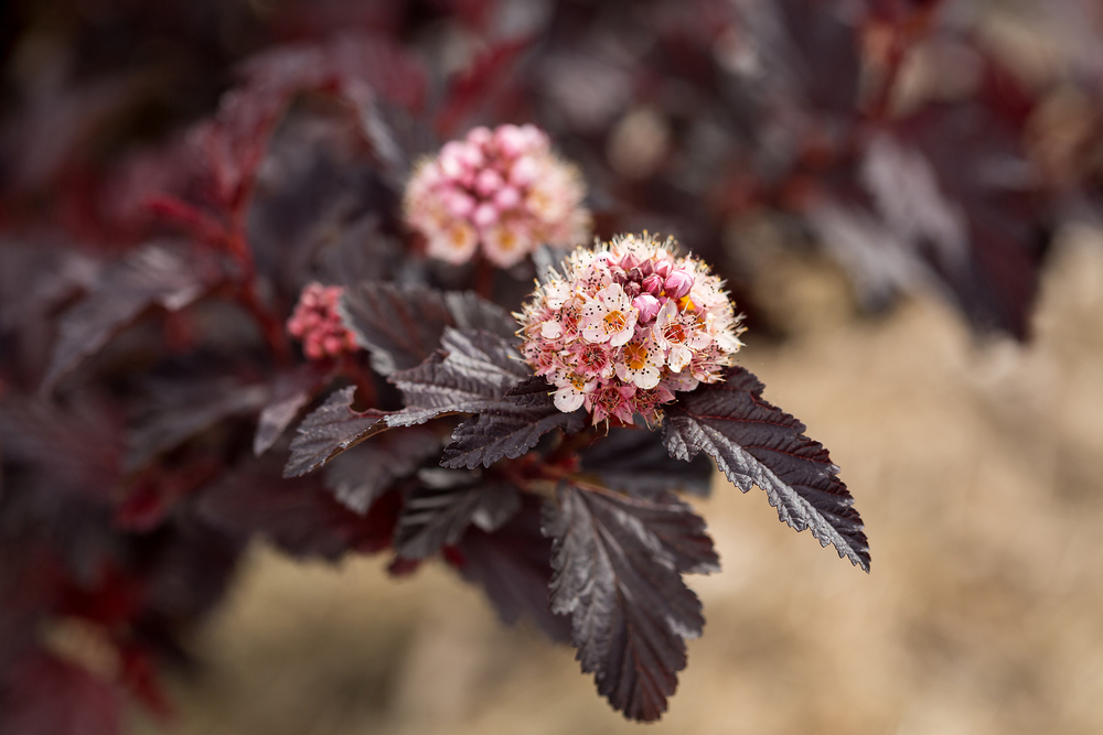 Пузыреплодник калинолистный Файерсайд (Physocarpus opulifolius 'Fireside')