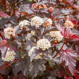 Пузыреплодник калинолистный Литтл Грини (Physocarpus opulifolius 'Little Greeny')