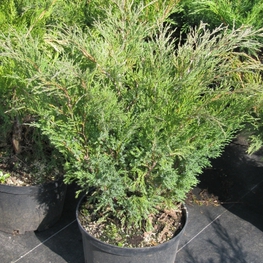 Можжевельник казацкий Мас (Juniperus sabina 'Mas')