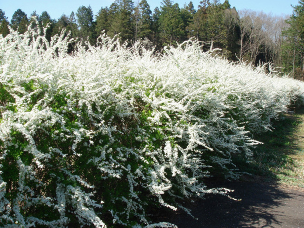 Спирея Тунберга (Spiraea thunbergii)
