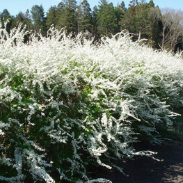 Спирея Тунберга (Spiraea thunbergii)