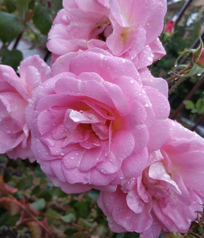 Роза канадская Мари-Викторин (Rosa 'Marie-Victorin')