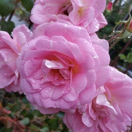 Роза канадская "Marie-Victorin"