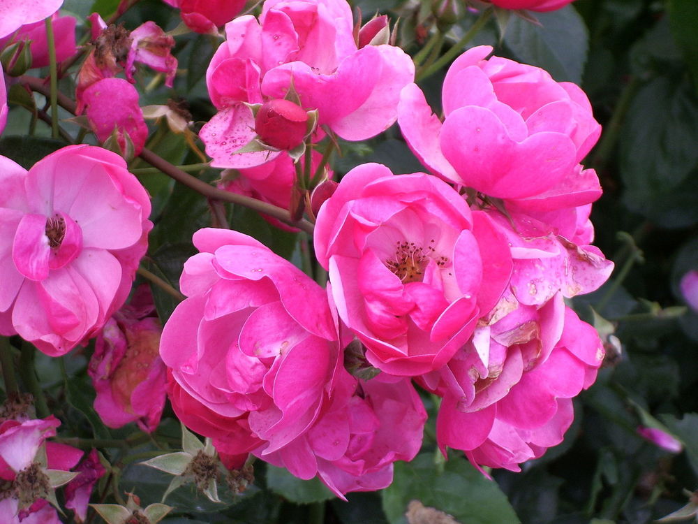 Роза флорибунда Анжела (Rosa 'Angela')
