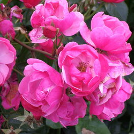 Роза флорибунда Анжела (Rosa 'Angela')