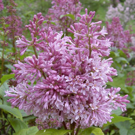 Сирень Престон Хелен (Syringa x prestoniae 'Helen')