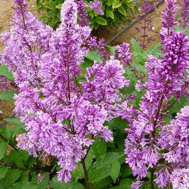 Сирень Престон Роялти (Syringa x prestoniae 'Royalty')