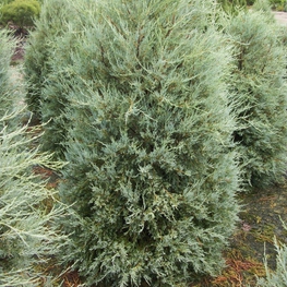 Можжевельник скальный Пасфайндер (Juniperus scopulorum 'Pathfinder')