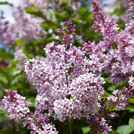 Сирень Престон Минуэт (Syringa x prestoniae 'Minuet')