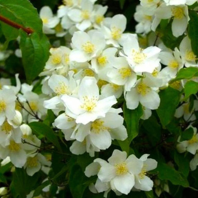 Чубушник венечный Ватертон (Philadelphus lewisii 'Waterton')