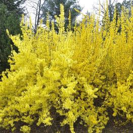 Форзиция средняя Миниголд (Forsythia x intermedia 'Minigold')