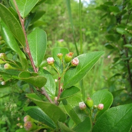 Кизильник блестящий Люцидус (Cotoneaster lucidus)
