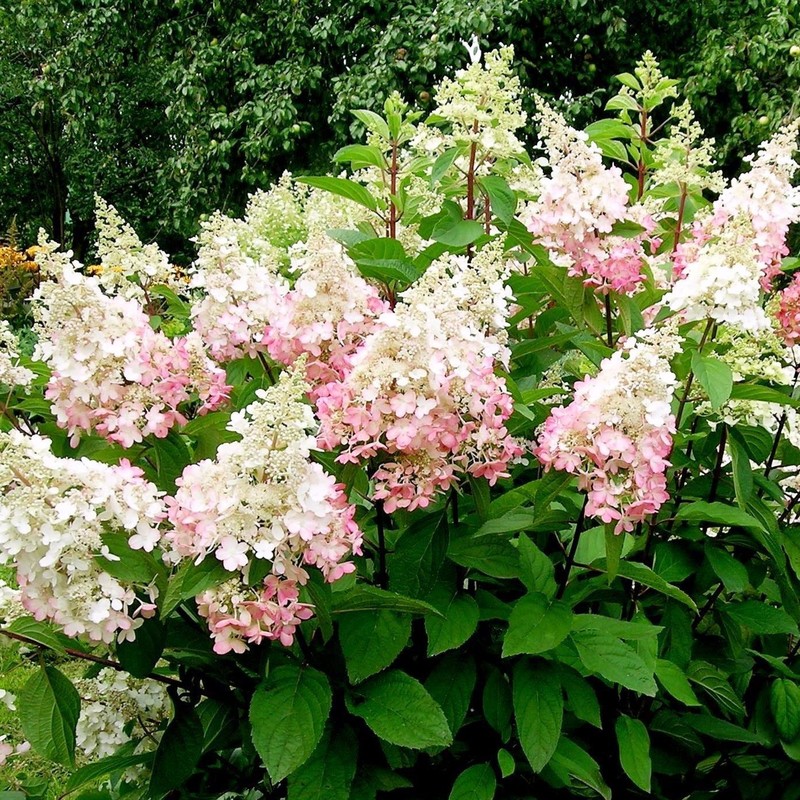 Гортензия метельчатая Конфетти (Hydrangea paniculata 'Confetti')