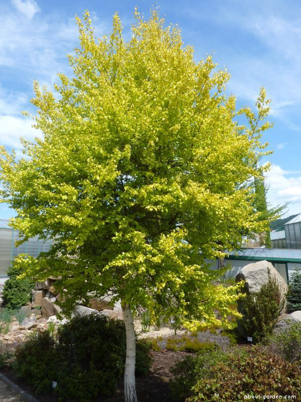 Береза пушистая Ауреа (Betula pubescens 'Aurea')