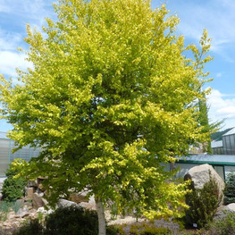 Береза пушистая Ауреа (Betula pubescens 'Aurea')