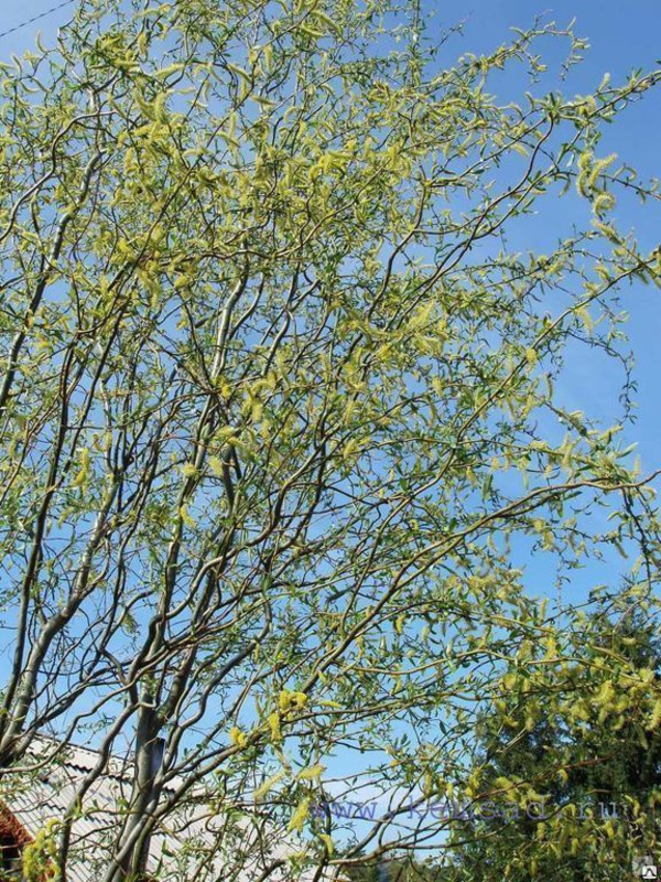 Ива Свердловская Извилистая-2 (Salix 'Sverdlovskaja Izvilistaja-2')