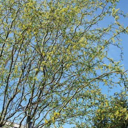 Ива Свердловская Извилистая-2 (Salix 'Sverdlovskaja Izvilistaja-2')