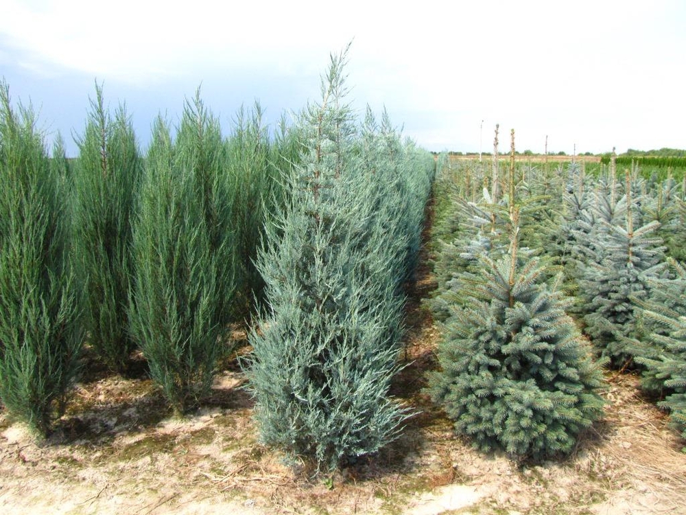 Можжевельник скальный Блю Хевен (Juniperus scopulorum 'Blue Heaven')