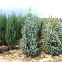 Можжевельник скальный Блю Хевен (Juniperus scopulorum 'Blue Heaven')