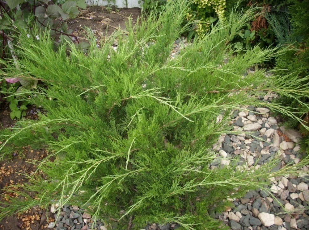 Можжевельник казацкий Кнап Хилл (Juniperus sabina 'Knap Hill')