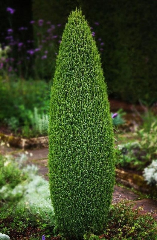 Можжевельник обыкновенный Компресса (Juniperus communis 'Compressa')