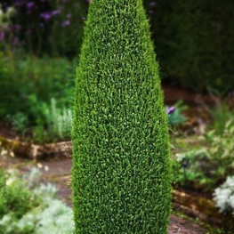 Можжевельник обыкновенный Компресса (Juniperus communis 'Compressa')