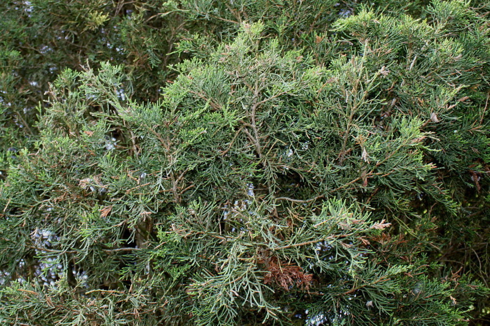 Можжевельник виргинский (Juniperus virginiana)