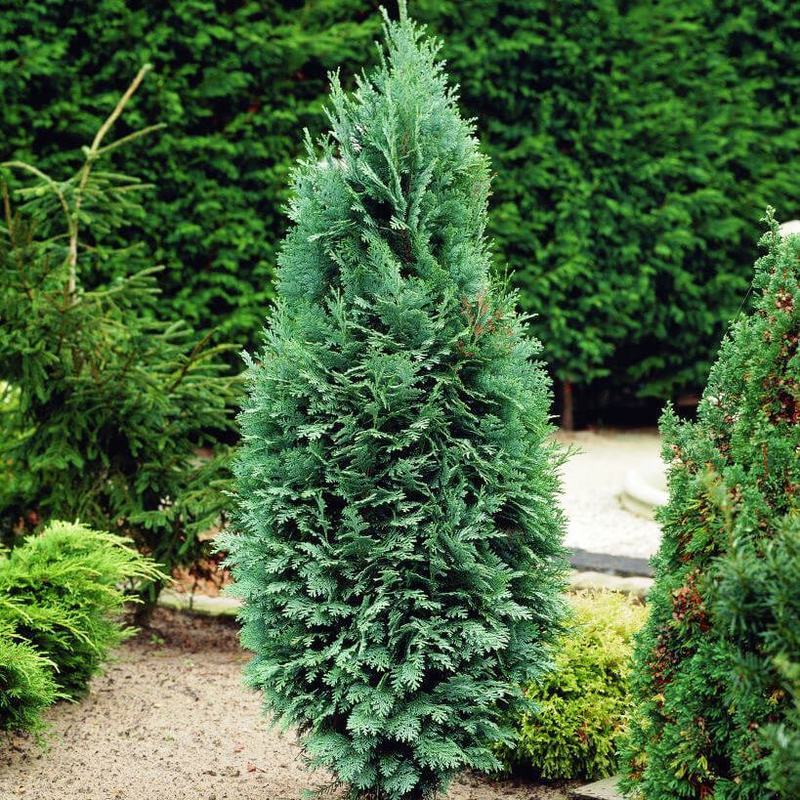 Кипарисовик лавсона "Columnaris"