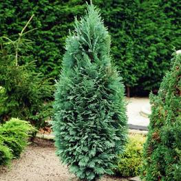 Кипарисовик Лавсона Колумнарис (Chamaecyparis lawsoniana 'Columnaris')