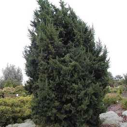 Можжевельник китайский Монарх (Juniperus chinensis 'Monarch')