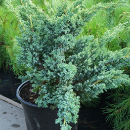 Можжевельник чешуйчатый Блю Компакт (Juniperus squamata 'Blue Compact')