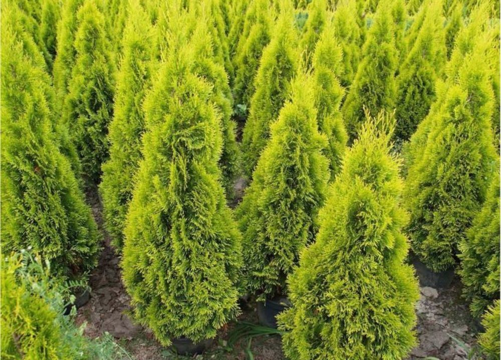 Туя западная Джанед Голд (Thuja occidentalis 'Janed Gold')