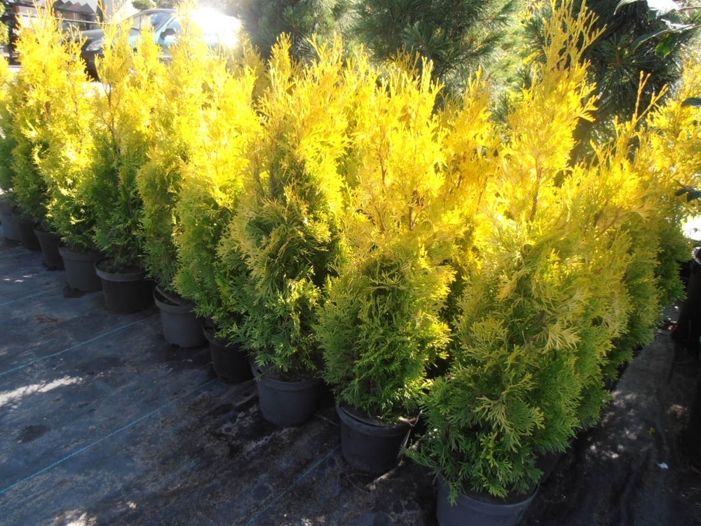 Туя западная Мария (Thuja occidentalis 'Maria')