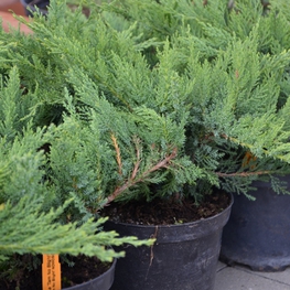 Можжевельник казацкий Там Но Блайт (Juniperus sabina 'Tam No Blight')
