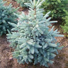 Ель колючая Кайбаб (Picea pungens 'Kaibab')