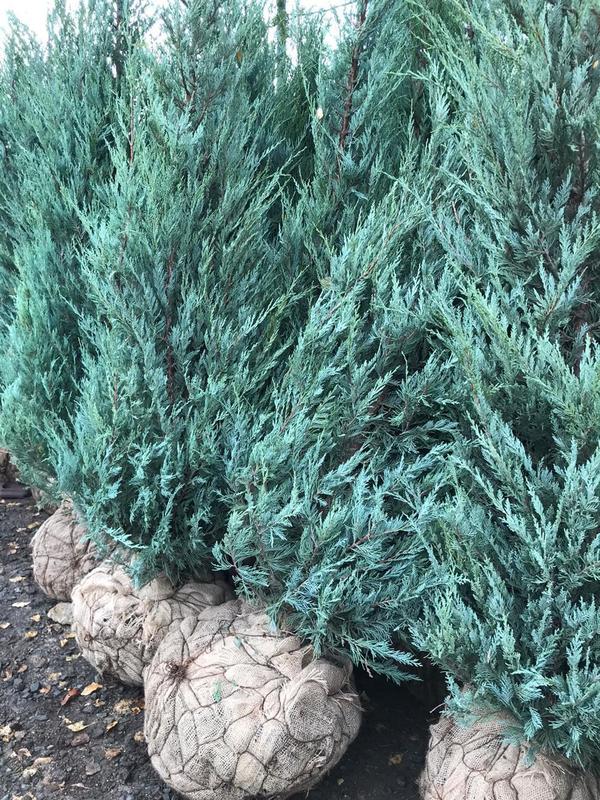 Можжевельник скальный Моффат Блю (Juniperus scopulorum 'Moffat Blue')