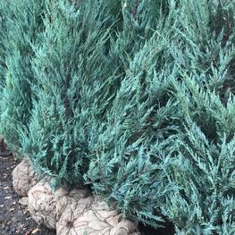 Можжевельник скальный Моффат Блю (Juniperus scopulorum 'Moffat Blue')