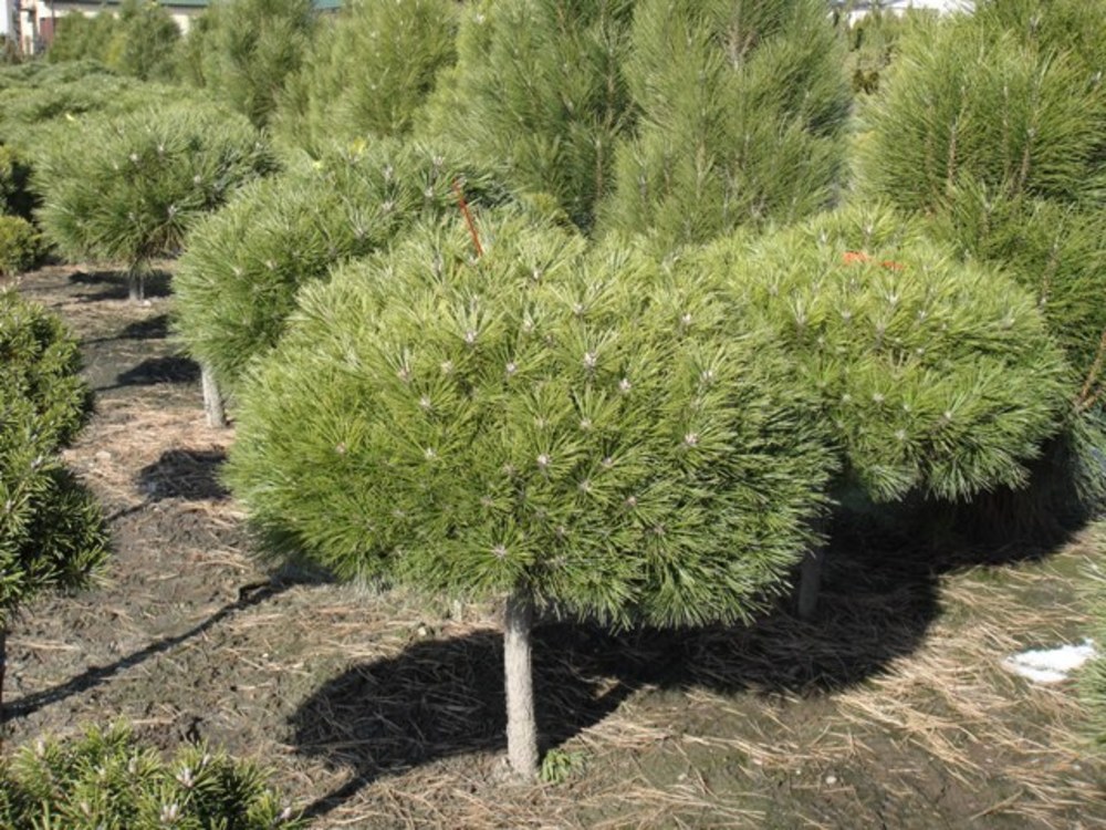 Сосна черная Бамбино (Pinus nigra 'Bambino')