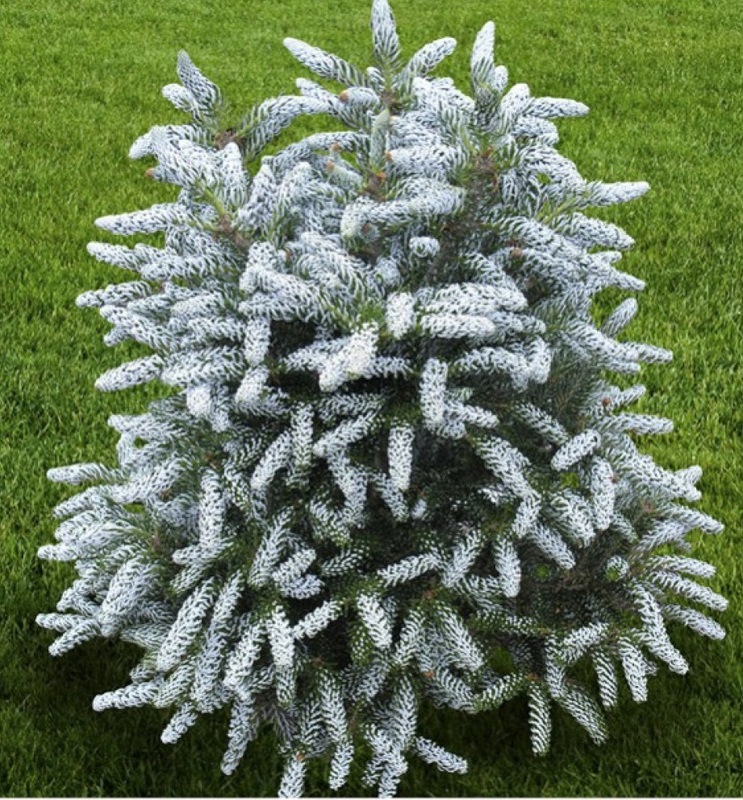 Пихта корейская Сильвер Стар (Abies koreana 'Silver Star')
