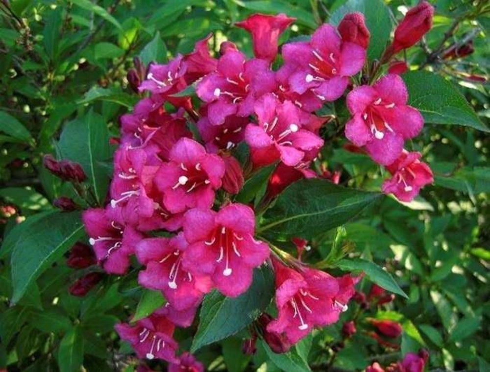 Вейгела гибридная Ева Ратке (Weigela 'Eva Rathke')