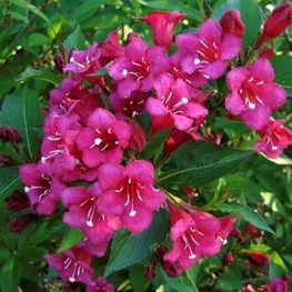 Вейгела гибридная Ева Ратке (Weigela 'Eva Rathke')