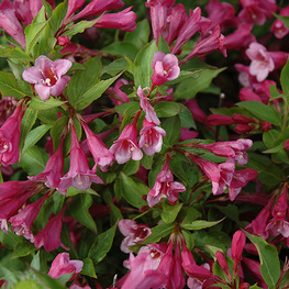 Вейгела цветущая Минуэт (Weigela florida 'Minuet')