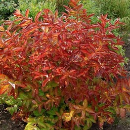 Вейгела цветущая Вингс оф Файер (Weigela florida 'Wings of Fire')