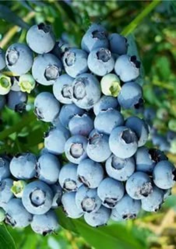 Голубика Блюголд (Vaccinium corymbosum 'Bluegold')